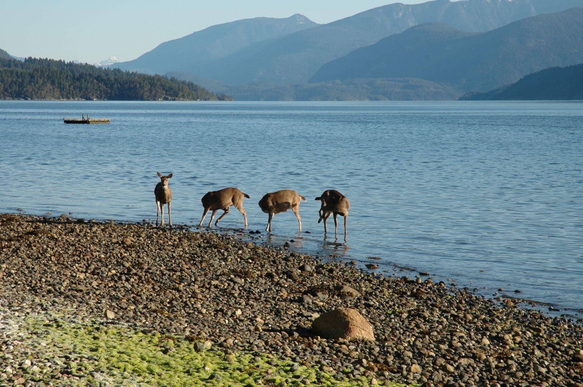 At The Shore Bed And Breakfast Sechelt Exterior photo